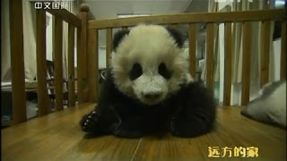 远方的家 20121226 熊猫 奥莉奥、成双、成对、双欣 Panda Oreo,ChengShuang,ChengDui and ShuangXin