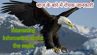 Interesting information about the eagle, बाज के बारे में रोचक जानकारी। #eagle soldier Rahul Vlogs