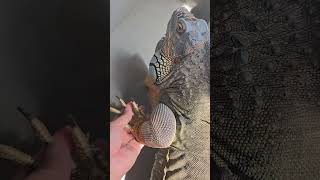 かわいい手は誰かな？#グリーンイグアナ #greeniguana #脱皮