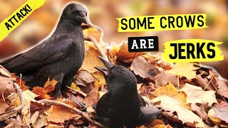 Peaceful Foraging Until Crow Attacks Other Crow (At 1:38) / Crow Fight