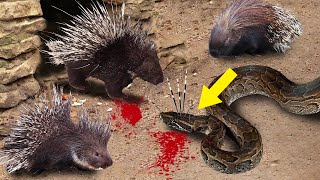 This Animal Knew Its Prey Weaknesses. Then, It Attacked Viciously!