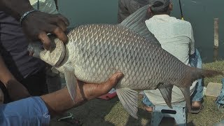 Corss Fish Caught by Badshah । বাদশাহ’র ধরা ক্রস মাছ