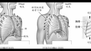 高中基礎生物_ 呼吸運動【莫斯利高中自然科教學網】