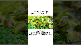 不思議な植物に関する雑学 #shorts