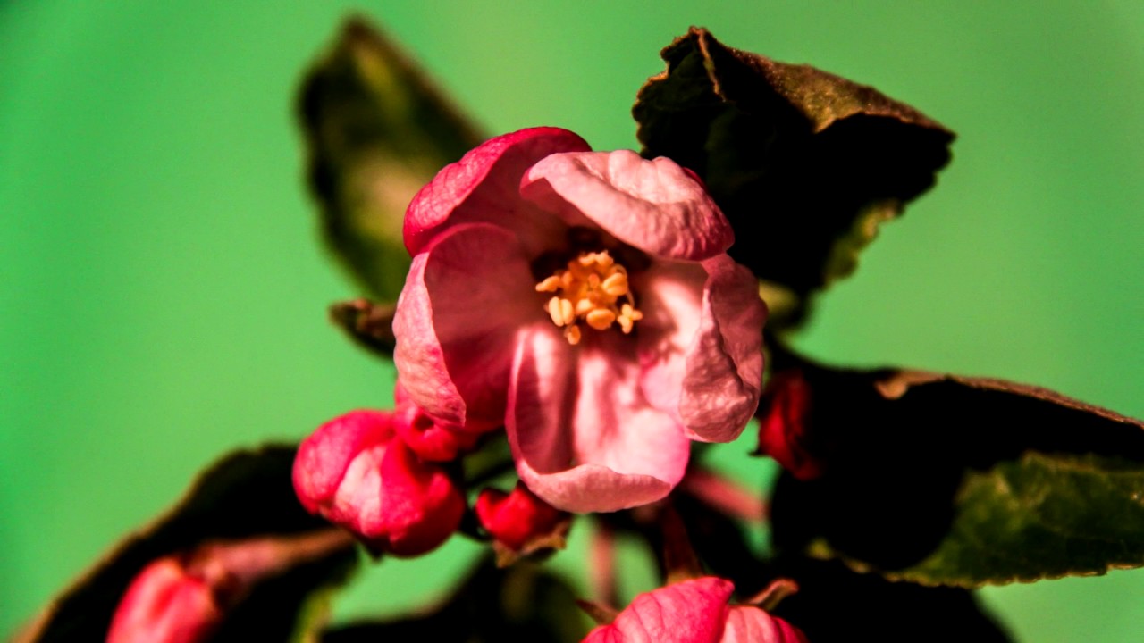 Apple Tree Timelapse Youtube