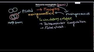 Neisseria meningitidis introduction