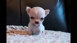 5 ounce Chihuahua - Tiniest Chihuahua - Hydrocephalus - another video in link