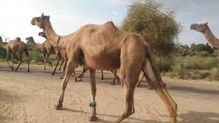 Camel Migration | 100 camels walking on the road | Amazing camel