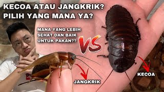 JANGAN SAMPAI SALAH! INI SERANGGA PAKAN YANG TEPAT UNTUK HEWAN PELIHARAAN KALIAN! JANGKRIK / KECOA?