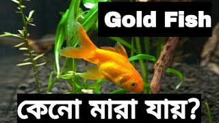 কিভাবে গোল্ডফিশের যত্ন নিবেন?How to care for your Goldfish..Arafat The Aquarium Fish Lover.