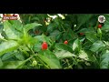 best chili around the world siling labuyo traditional health benefits katatayvlog chili herbal