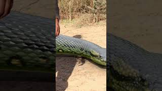 Anaconda Snake in Jungle - PART 6 🐍 #snake #shorts #python #snakes #nagin #anaconda #bigsnake