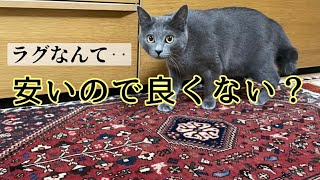 【超初心者の方向け】「絨毯やラグなんて安いので良くない？」と思われている方へ。私も同じ様な考えでした‥