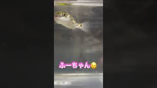 ミドリフグのフーちゃん笑ご飯待ち中🍚 #熊本 #フグ＃복어#汽水#海水#海#飼育