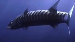 Marlin Tries To Tell Off Barracuda (Gone Wrong)