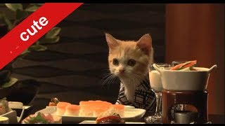 Cats CM Japan Tripじゃらんの猫ＣＭ　「にゃらん 師匠と弟子の旅の巻　まとめ