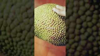 ഇതാണ് പ്ലാങ #പ്ലാങ്ങ#shorts #youtubeshorts#viral#fruit#trending#comedy#jackfruit