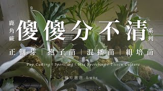 鹿角蕨傻傻分不清系列｜正側芽(Pup Cutting)｜ 孢子苗(Sporeling)｜混播苗(Mix Sporeling)｜組培苗(Tissue Culture)