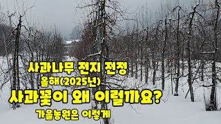 사과나무 전지 전정 가지치기 꽃눈 상태 충북 괴산 가을농원 충북 괴산 청천 사과 증산왕 손홍철 [사과재배방법]