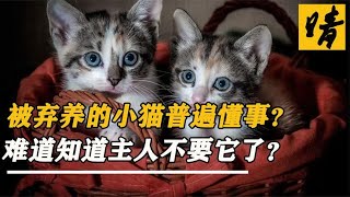 被主人弃养的小猫，懂事的让人心疼，难道它们知道主人不要它了？