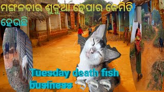 Tuesday death fish business//ମଙ୍ଗଳ ବାର ଶୁକୁଆ ବେପାର କେମିତି ହେଉଛି ଦେଖ//#ବ୍ଲଗ୍ #ଭିଡିଓ #ଡେଲି #ଭିଡିଓ