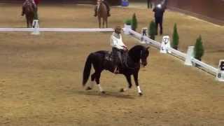 COWBOY DRESSAGE GATHERING 2014