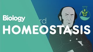 What is Homeostasis? | Physiology | Biology | FuseSchool