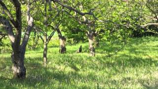 【国鳥】キジの鳴き声