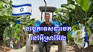 The technically planting banana in Israel 🇮🇱( បច្ចេកទេស​នៃ​ការ​ដាំ​ចេក​នៅ​អុីស្រាអ៊ែល🇮🇱)