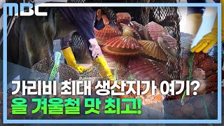 전국 최대 가리비 주산지 고성..수확 한창 (2022.11.25/뉴스데스크/MBC경남)