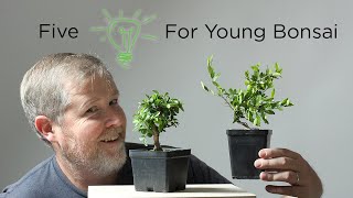 Bonsaify | Five Ideas for Improving Young Bonsai Trees