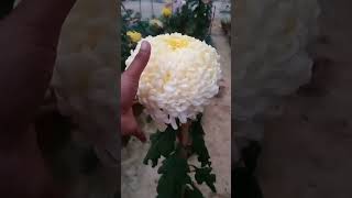 A beautiful Chrysanthemum \