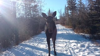 Encounter With a Friendly Moose || ViralHog