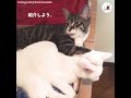 隣で眠るこの子はボクの大切ニャ…♡【peco tv】