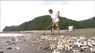 【台風5号の影響】北上川河口の海水浴場が遊泳禁止　砂浜にカキ殻や木が流れ着く　宮城・石巻市