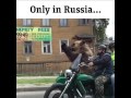 Bear riding a bike and waving at others is the funniest thing you will watch today