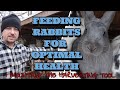 HOW TO FEED RABBITS RIGHT & AVOID GI STASIS & BLOAT/HOW TO MOUNT A HARVESTING TOOL