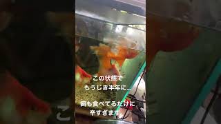 転覆病になってしまった金魚…半年この状態で生きてます。餌も食べるし、たまに頑張って泳ぐし…正直辛すぎる。とにかく、最後まで面倒見切ります。