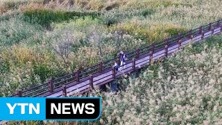 '갈대의 유혹' 수도권 나들이 코스를 소개합니다 / YTN