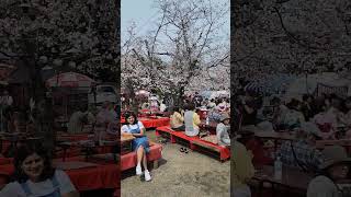 Cherry blossom@ Kyoto, Japan #japan #shorts #kyoto #travel #explore #japantravel #cherryvlogs