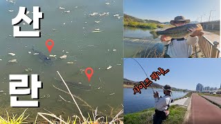 대전 갑천에 배스 알자리가 피었습니다~ (갑천배스)_배스낚시_bassfishing