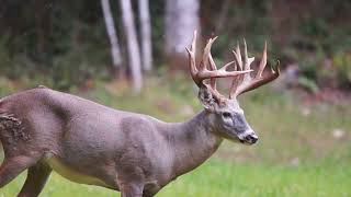 Top 10 Whitetail Deer Hunting States