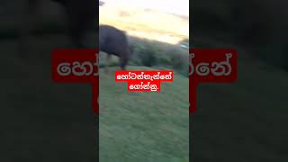 මාව subscribe  කරන්නකෝ plzz