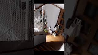 猫とかくれんぼ？Cat and hide-and-seek? 240 【ショート動画】#shorts #進めーねこにゃん