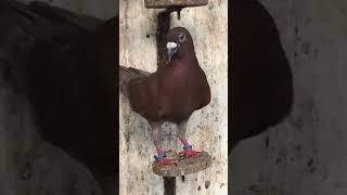 amroha atik bhai moholla jamamasjid gola kabootar mokya #kabootar #amroha #new #shok #pigeon #amroha