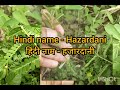 baby weed in kharif season part 8 plants weeding medicine aurveda trending