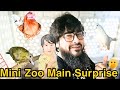 Hussain KO Mini Zoo Main Surprises Milly ll Dove ll racer pigeon