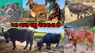 4 જાફરાબાદી ભેસો અને 4 ગીર ગાય અને 1 ધોડી વેચવાની છે#પશુપાલન