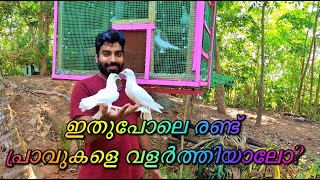 പ്രാവുകളെ പറ്റിയുള്ള അടിസ്ഥാനപരമായ കാര്യങ്ങൾ #Basic thinks about Pigeon For beginners #Pigeon Part-1