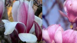 Magnolia - noblete si eleganta (Magnolia - nobility and elegance)